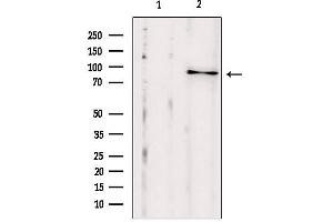 EXOC2 Antikörper  (N-Term)