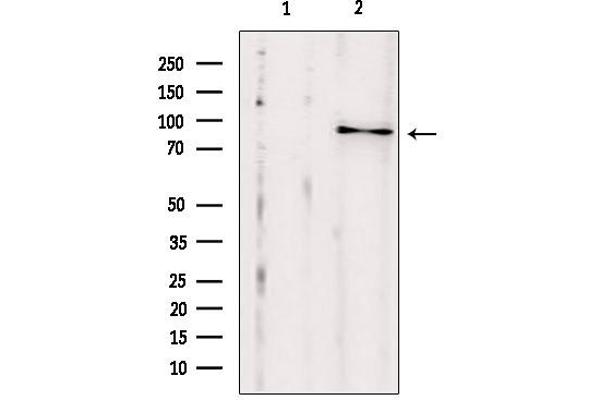 EXOC2 Antikörper  (N-Term)