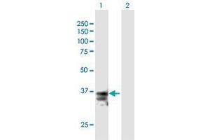 Western Blot analysis of FASLG expression in transfected 293T cell line by FASLG MaxPab polyclonal antibody. (FASL Antikörper  (AA 1-281))