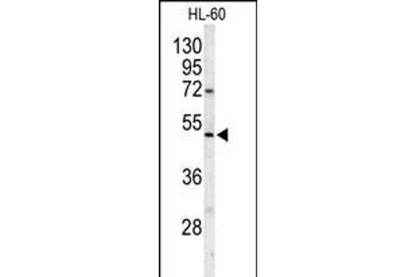 POLG2 Antikörper  (C-Term)