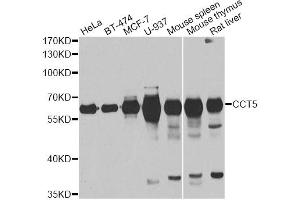 Western blot analysis of extracts of various cell lines, using CCT5 antibody (ABIN5973932) at 1/1000 dilution. (CCT5 Antikörper)