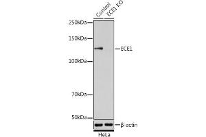 Western blot analysis of extracts from normal (control) and ECE1 knockout (KO) HeLa cells, using ECE1 antibody (ABIN6130351, ABIN6139914, ABIN6139915 and ABIN6221276) at 1:1000 dilution. (ECE1 Antikörper  (AA 670-770))