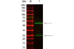 Western Blot of Goat anti-Mouse IgG Antibody DyLight 800 Conjugated Pre-absorbed. (Ziege anti-Maus IgG Antikörper (DyLight 800) - Preadsorbed)