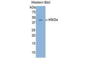 Western Blotting (WB) image for anti-Annexin A1 (ANXA1) (AA 1-346) antibody (ABIN5661974) (Annexin a1 Antikörper  (AA 1-346))