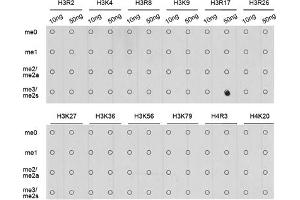 Dot-blot analysis of all sorts of methylation peptides using Symmetric DiMethyl-Histone H3-R17 antibody (ABIN3017470, ABIN3017471, ABIN3017472 and ABIN6220102). (Histone 3 Antikörper  (H3R17me2))