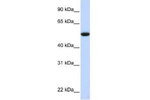 C9ORF43 antibody used at 1 ug/ml to detect target protein. (C9orf43 Antikörper  (Middle Region))