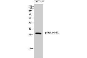Western Blotting (WB) image for anti-B-Cell CLL/lymphoma 2 (BCL2) (pSer87) antibody (ABIN3173227) (Bcl-2 Antikörper  (pSer87))