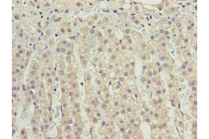 Immunohistochemistry of paraffin-embedded human adrenal gland tissue using ABIN7175208 at dilution of 1:100 (VISTA Antikörper  (AA 37-194))