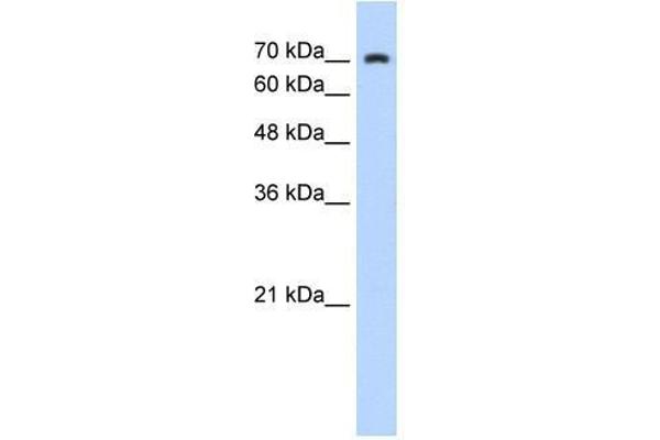 ZNF441 Antikörper  (N-Term)