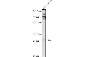 Western Blotting (WB) image for anti-BCL2-Associated X Protein (BAX) (AA 1-100) antibody (ABIN3020683)