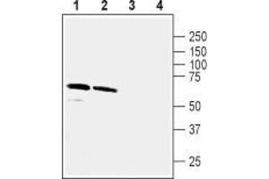 Western blot analysis of rat hippocampus (lanes 1 and 3) and mouse brain (lanes 2 and 4) lysates: - 1,2. (GABRA5 Antikörper  (2nd Cytoplasmic Loop))