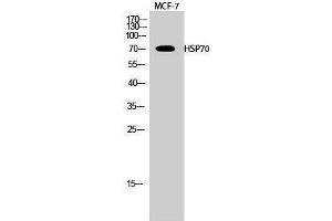 Western Blotting (WB) image for anti-Heat Shock Protein 70 (HSP70) (Internal Region) antibody (ABIN3185097) (HSP70 Antikörper  (Internal Region))