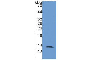 Western Blotting (WB) image for Thioredoxin (TXN) ELISA Kit (ABIN6574192)