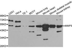 Western blot analysis of extracts of various cell lines, using MMP3 antibody. (MMP3 Antikörper  (AA 248-477))