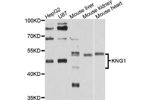 Western blot analysis of extracts of various cell lines, using KNG1 antibody. (KNG1 Antikörper)