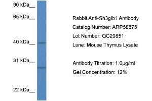 Western Blotting (WB) image for anti-SH3-Domain GRB2-Like Endophilin B1 (SH3GLB1) (N-Term) antibody (ABIN786016) (SH3GLB1 Antikörper  (N-Term))