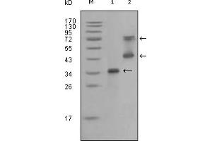 Western Blotting (WB) image for anti-Ret Proto-Oncogene (RET) (AA 896-1063) antibody (ABIN2464099) (Ret Proto-Oncogene Antikörper  (AA 896-1063))
