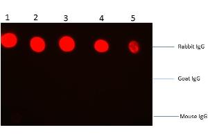 Dot Blot (DB) image for Goat anti-Rabbit IgG (Heavy & Light Chain) antibody (PE) - Preadsorbed (ABIN965210)