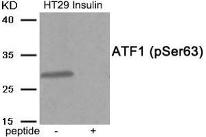 Western blot analysis of extracts from HT29 cells treated with Insulin using Phospho-ATF1 (Ser63) antibody. (AFT1 Antikörper  (pSer63))