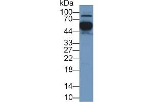Detection of APOH in Human Placenta lysate using Polyclonal Antibody to Apolipoprotein H (APOH) (APOH Antikörper  (AA 22-345))