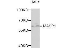 Western blot analysis of extracts of HeLa cells, using MASP1 antibody (ABIN5975387) at 1/1000 dilution. (MASP1 Antikörper)