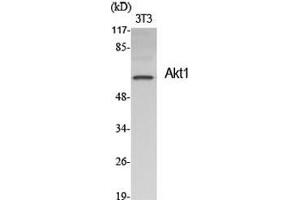 Western Blot (WB) analysis of specific cells using Akt1 Polyclonal Antibody. (AKT1 Antikörper  (Ser1303))