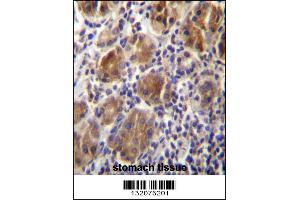 MLPH Antibdy immunohistochemistry analysis in formalin fixed and paraffin embedded human stomach tissue followed by peroxidase conjugation of the secondary antibody and DAB staining. (Melanophilin Antikörper  (C-Term))