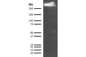 Western Blotting (WB) image for anti-Thyroglobulin (TG) antibody (Biotin) (ABIN613355) (Thyroglobulin Antikörper  (Biotin))