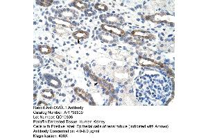Human kidney (OVOL1 Antikörper  (C-Term))