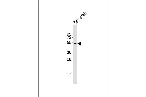 WNT8B Antikörper  (AA 201-235)