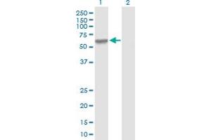 Western Blot analysis of MMP3 expression in transfected 293T cell line by MMP3 MaxPab polyclonal antibody. (MMP3 Antikörper  (AA 1-477))