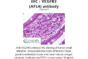 Image no. 1 for anti-Fms-Related Tyrosine Kinase 4 (FLT4) antibody (ABIN1724128) (FLT4 Antikörper)