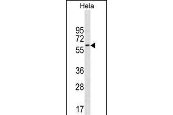 CD3EAP Antikörper  (N-Term)