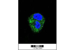 Confocal immunofluorescent analysis of ADORA2A Antibody with HepG2 cell followed by Alexa Fluor 488-conjugated goat anti-rabbit lgG (green). (Adenosine A2a Receptor Antikörper  (AA 273-301))