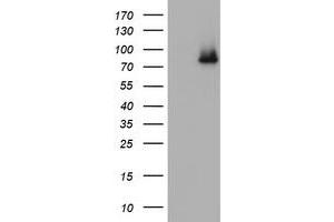 Image no. 5 for anti-Nibrin (NBN) (AA 183-460) antibody (ABIN1491056) (Nibrin Antikörper  (AA 183-460))