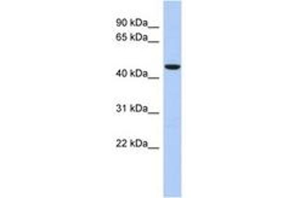 ZNF566 Antikörper  (AA 143-192)