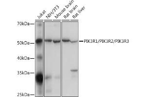 Western blot analysis of extracts of various cell lines, using PIK3R1/PIK3R2/PIK3R3 Rabbit pAb (ABIN7269374) at 1:500 dilution. (PIK3R1 + PIK3R2 + PIK3R3 Antikörper)
