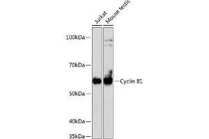 Western blot analysis of extracts of various cell lines, using Cyclin B1 antibody (ABIN7266553) at 1:1000 dilution. (Cyclin B1 Antikörper)