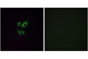 Immunofluorescence analysis of A549 cells, using OR2Y1 Antibody. (OR2Y1 Antikörper  (AA 161-210))