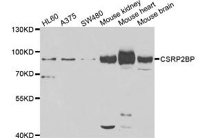 Western blot analysis of extracts of various cell lines, using CSRP2BP antibody (ABIN5975516) at 1/1000 dilution. (CSRP2BP Antikörper)