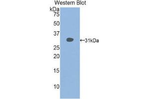 Western Blotting (WB) image for anti-Histone Deacetylase 6 (HDAC6) (AA 565-813) antibody (ABIN1859132) (HDAC6 Antikörper  (AA 565-813))