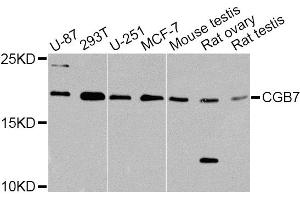 Western blot analysis of extracts of various cell lines, using CGB7 Antibody. (CGB7 Antikörper)