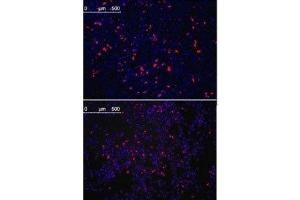 Immunoflurescence analysis with KLF4 antibody. (KLF4 Antikörper)