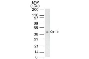 Image no. 1 for anti-Histocompatibility 2, T Region Locus 23 (H2-T23) antibody (ABIN959931) (H2-T23 Antikörper)