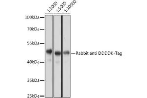 Western blot analysis of 293T-GFP-His-Myc-Flag-HA protein using Rabbit anti DDDDK-Tag pAb (ABIN1512924 and ABIN5663537) at different dilution. (DYKDDDDK Tag Antikörper)