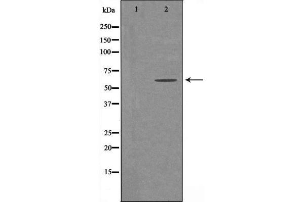 ADCK1 Antikörper  (Internal Region)