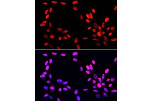 Immunofluorescence analysis of NIH-3T3 cells using Phospho-Histone H3-S10/T11 Rabbit pAb (ABIN7267688) at dilution of 100 (40x lens). (Histone 3 Antikörper  (H3S10p, H3T11p))
