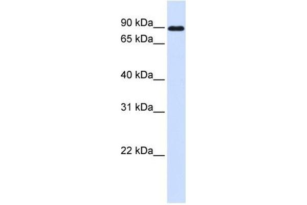 Cadherin 24 Antikörper  (N-Term)