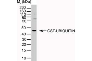 Image no. 2 for anti-Ubiquitin (Ubiquitin) antibody (ABIN305541) (Ubiquitin Antikörper)