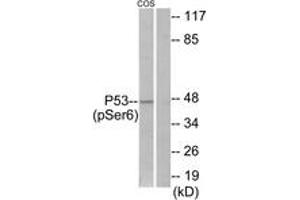 Western Blotting (WB) image for anti-Tumor Protein P53 (TP53) (pSer6) antibody (ABIN2888502) (p53 Antikörper  (pSer6))